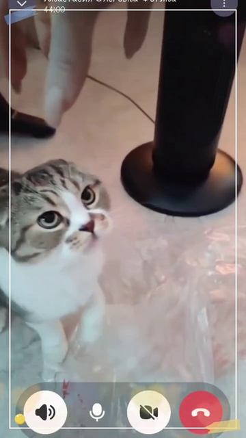 Кот в мешке
