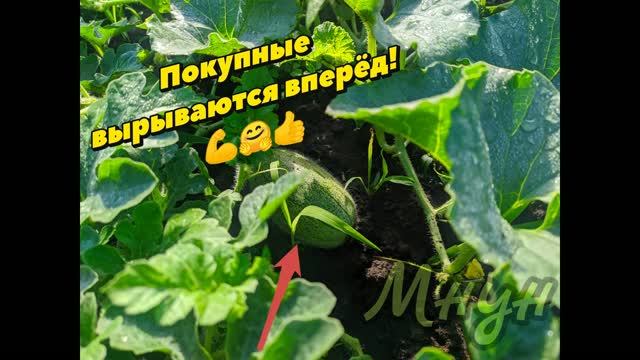 Садоводство