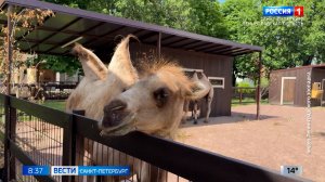 Вести Санкт-Петербург. Выпуск 08.35 от 06.07.2026