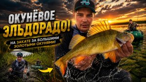 ОКУНЁВОЕ ЭЛЬДОРАДО! Пробрались через болото на закате, ЗА БОЛЬШИМИ ЗОЛОТЫМИ ОКУНЯМИ!
