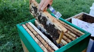 6 июля ВТОРАЯ ПАРТИЯ ОТВОДКОВ