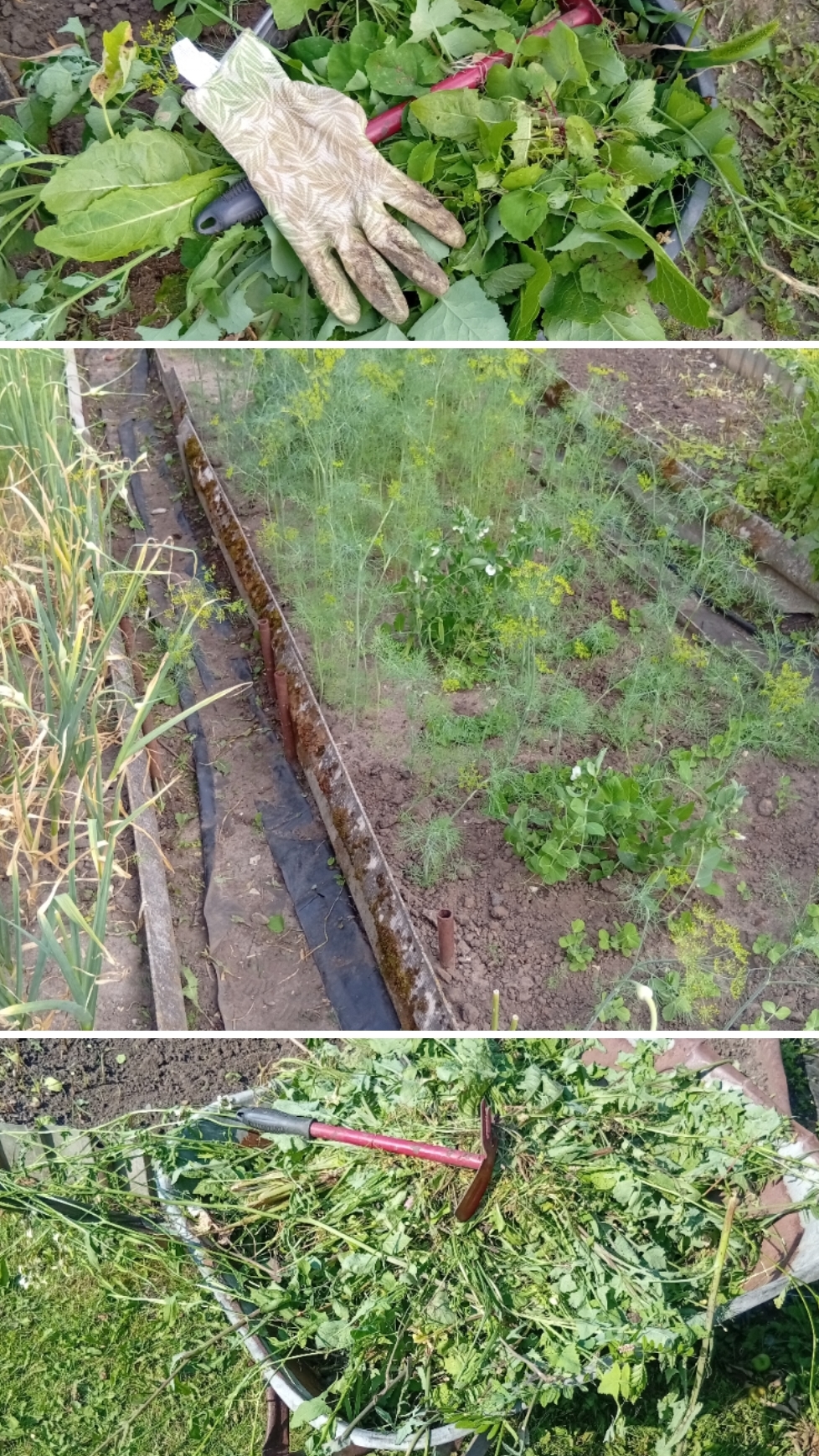 ПРОПОЛКА ОГОРОДА СВОИМИ РУКАМИ #shorts #garden  #дача #огород #дачныйсезон