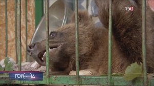 Оставшийся без лапы медвежонок Арбузик весит меньше 20 кг, но набирается сил