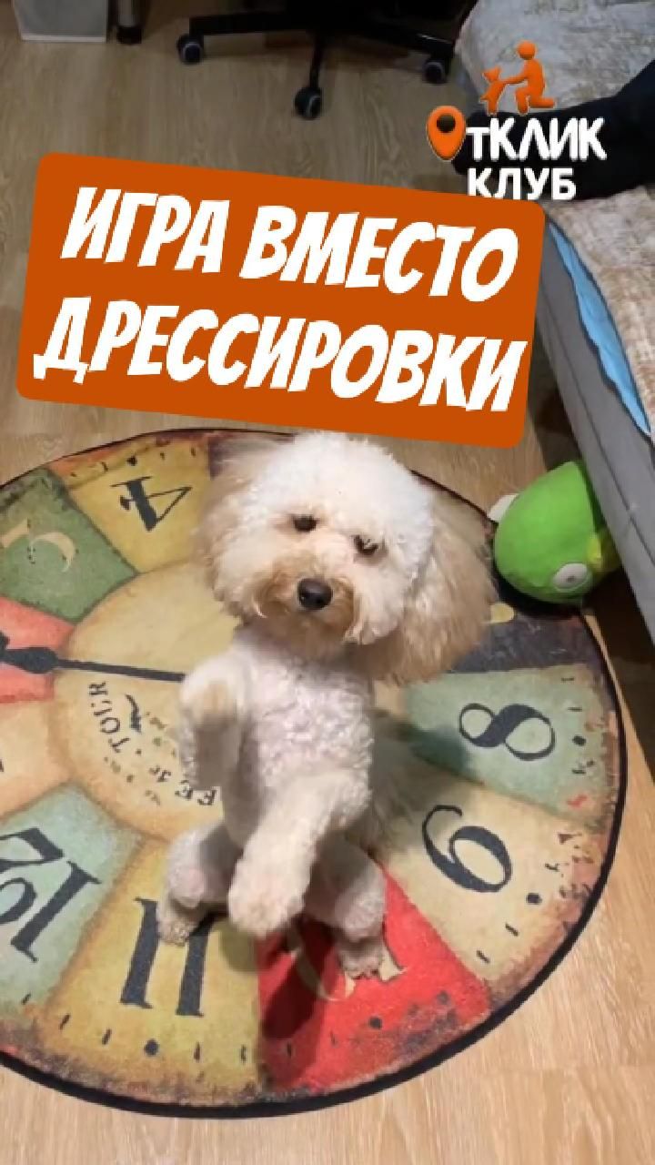 Игра вместо дрессировки