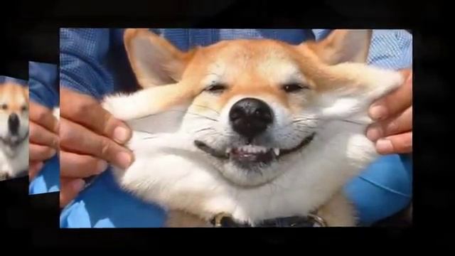 Трофим - Я привык улыбаться людям