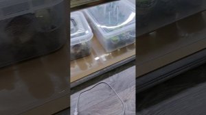 Фиалки в доме... что, где и как?