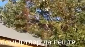 1000029836.mp4