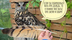 Воды с неба столько, что даже сове надоело мокнуть и она ушла под крышу