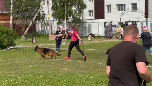 МОЛОДЫЕ СУКИ ДШ / КЧК ВОЛОГДА 4 июля`26 Е.Близнецова Моно немецких овчарок