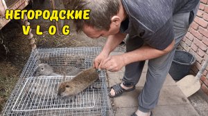 К такому мы не были готовы... Вакцинация НУТРИЙ сывороткой. 24.06.26