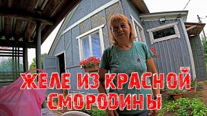 Желе из красной смородины Обрезаю виноград Обзор огорода