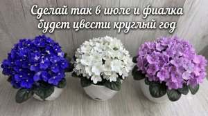 В ИЮЛЕ с ФИАЛКОЙ СДЕЛАЙ ТАК и ФИАЛКА БУДЕТ ЦВЕСТИ КРУГЛЫЙ ГОД!