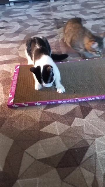 Котики когтеточку к покупке рекомендуют!❤️