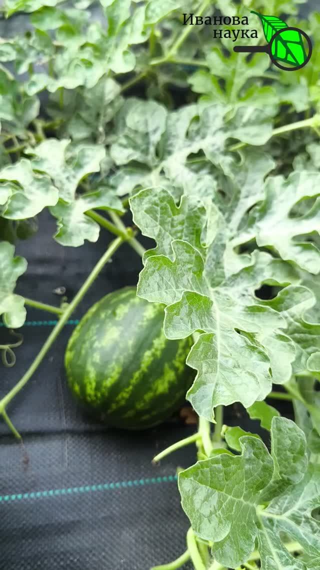 🍉 Залей ЭТО под арбуз! Сладкие гиганты за 5 дней! 🔥 Медовые мячи: копеечная подкормка для арбуза!