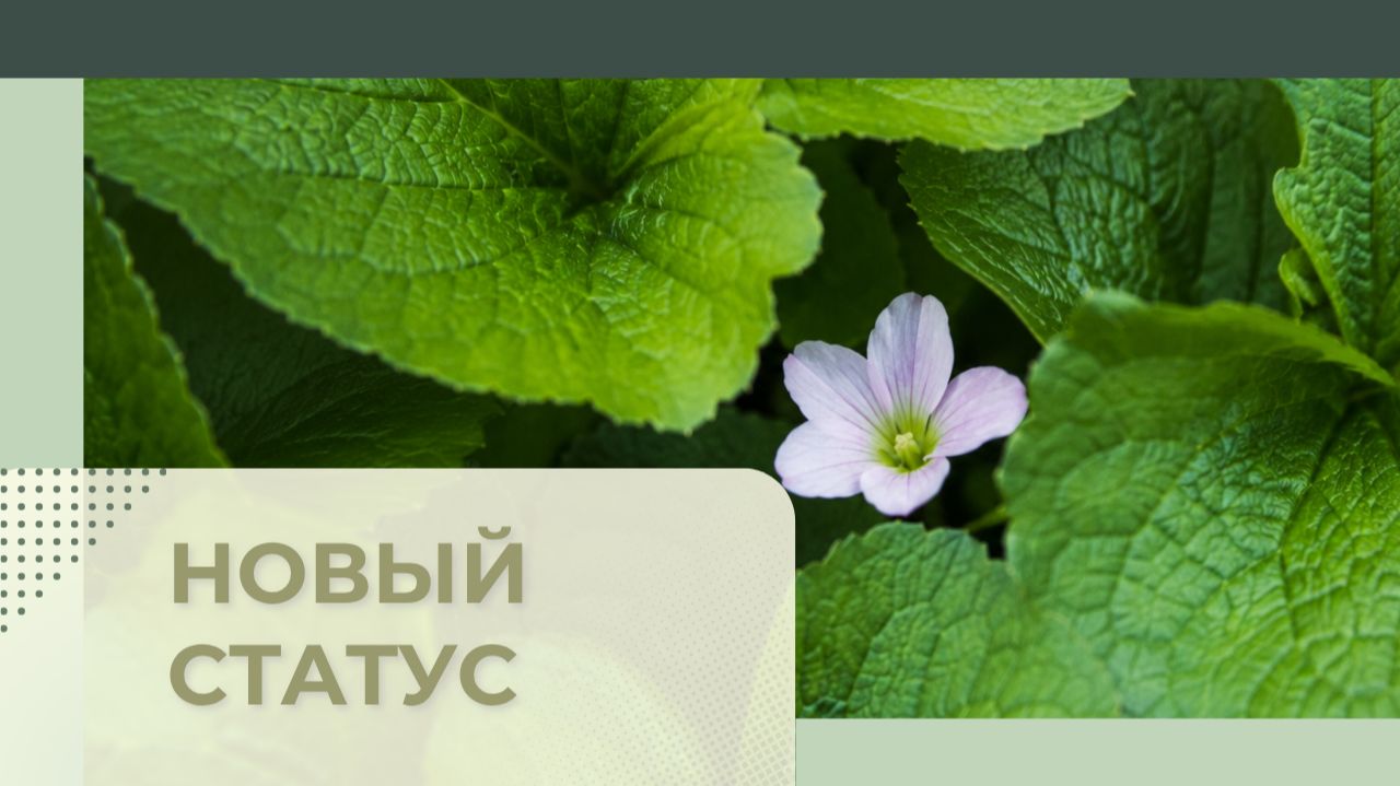 22. Новый статус, Церковь Сонрак, Верийское движение, пастор Ли Ги Тэк
