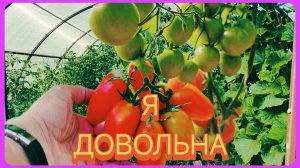 Самые скороспелые томаты в моей теплице 🍅😘