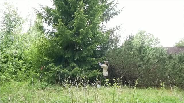 Hance2601 Искусство медленной жизни 🌲 Сбор еловых побегов .Готовим и выпекаем на природе 🥘