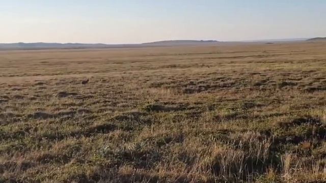 Зайцы продолжают неспешно гулять около посёлка