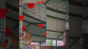 1000063527.mp4 (Собака слушает об установке котла, коаксикального дымохода, вытяжки в доме А-фрейм)