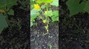 Утренний обход территории 🌺