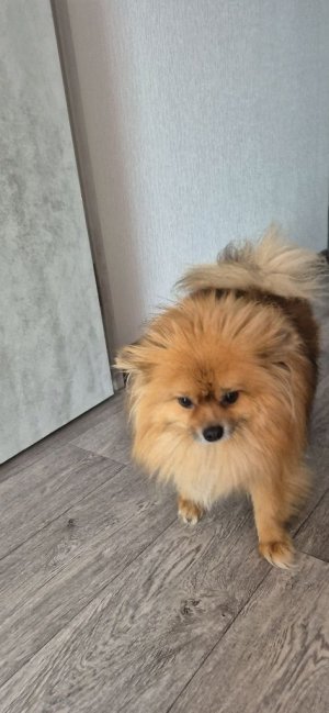 помогают моему голубцу