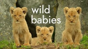 Детки не в клетке - 4 серия (2022) / Wild Babies