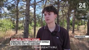 Жара — серьёзное испытание для животных: как уберечь питомцев от теплового удара?