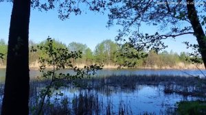 Воронежская нагорная дубрава. Прогулка. Май 2022г