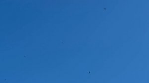 Летняя тишина города, травы, небо и стрижи🌾🏞️🐦