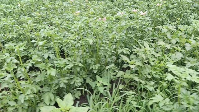 Новокузнецк район 3/4 смотреть онлайн
