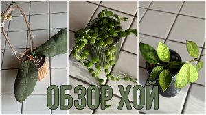 Обзор роста хой!  Сразу три цветущие хойи🥰