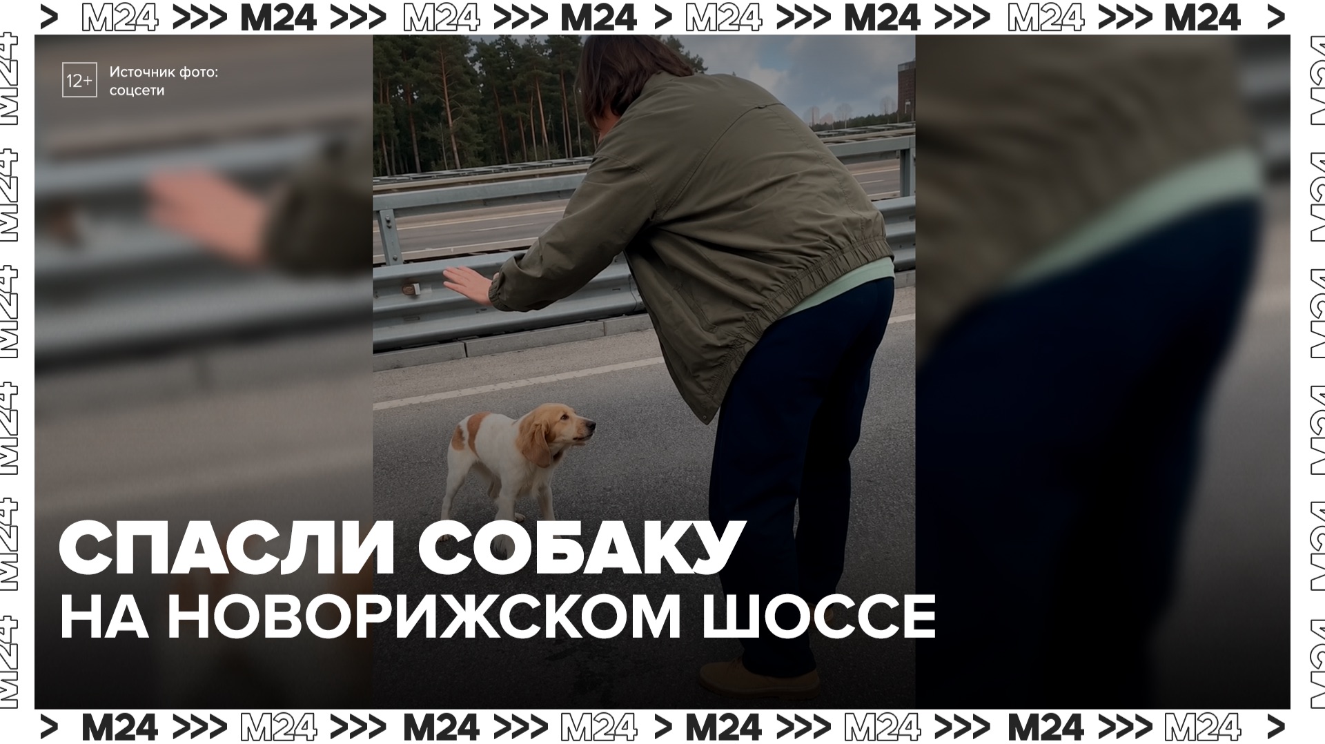 Водители спасли собаку на Новорижском шоссе - Москва 24 смотреть онлайн