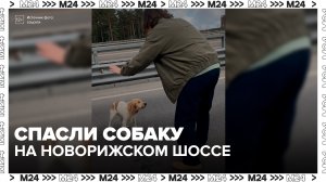 Водители спасли собаку на Новорижском шоссе - Москва 24