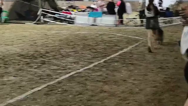 ОТКРЫТЫЙ СУКИ / КЧК НОВОРОССИЙСК 12 июня`26 G.Stibel Моно немецких овчарок