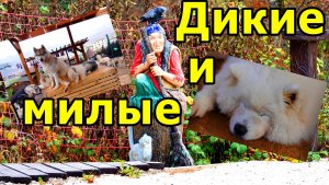КРАСНАЯ ПОЛЯНА В НОЯБРЕ: ГОРЫ И ХАСКИ! (ФОТОДНЕВНИК Ч. 29). СЛАЙД-ШОУ. НОЯБРЬ 2025.