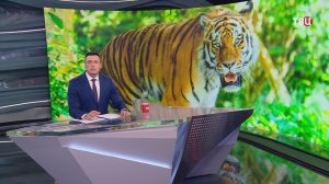 Амурского тигра перевозят в зооцентр в Комсомольске-на-Амуре