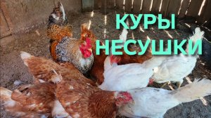 Жизнь в деревне Красные куры-несушки несутся каждый день а Белы Леггорн через день