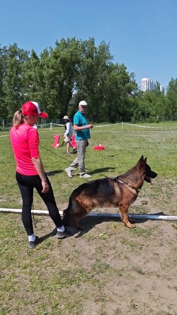 РАБОЧИЙ КОБЕЛИ / КЧК КРАСНОЯРСК 7 июня`26 В.Федоров Моно немецких овчарок
