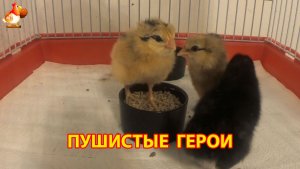 Три цыплёнка переехали в клетку Амераукана и Легбары учатся новой жизни (6)