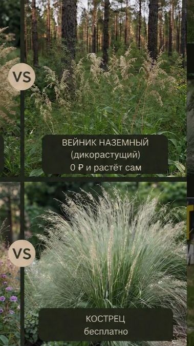 Злаки для природного сада из леса