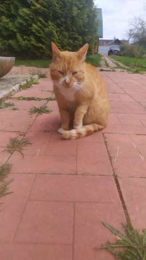 лимон🍋