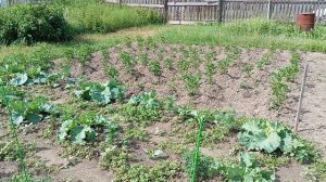 Мой огородик 🥒🫜🥕😄🤭