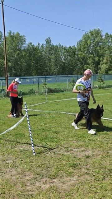 РАБОЧИЙ СУКИ ДШ / КЧК КРАСНОЯРСК 7 июня`26 В.Федоров Моно немецких овчарок