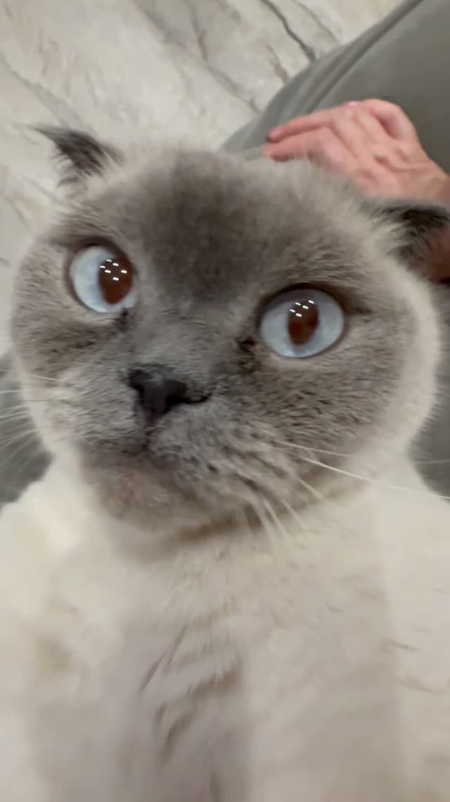 С любовью о животных