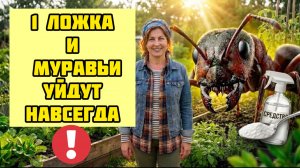 Муравьи исчезли за 30 минут! Копеечное средство из аптеки которое реально работает!