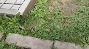 Жизнь в деревне.🏡 Лето. 🏖️ Жара продолжается.Видео от 2 июля.
