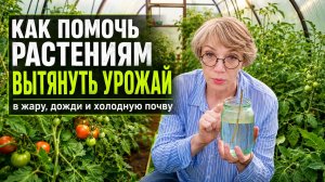Как помочь растениям вытянуть урожай в жару, дожди и холодную почву
