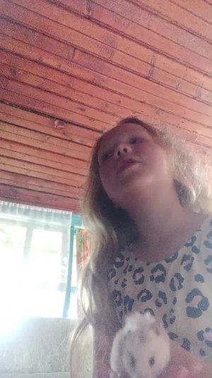хомяки
