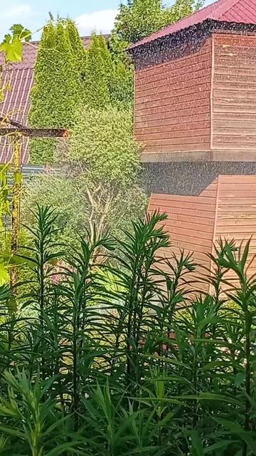 АВТОПОЛИВ ОГОРОДА / НАШ УЮТНЫЙ САД СВОИМИ РУКАМИ / ДАЧА 2026 #shorts #garden  #дача #сад #огород