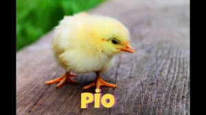 Il Pulcino Pio - children's song  детская песенка Цыплёнок Пи